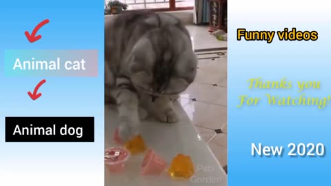 Cute pets and funny animals cat compilation