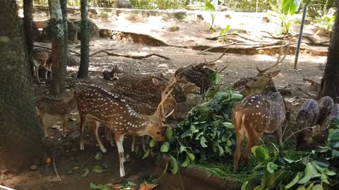 Beautiful Herd of Spotted Deer