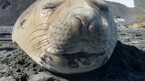 Latest version of the year|This is an interesting video of a little seal sneezing. It's really a lovely little guy!|Interesting pet dogs and cats