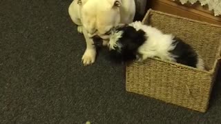 Bulldog sordo es mimado por un cachorro Shih Tzu