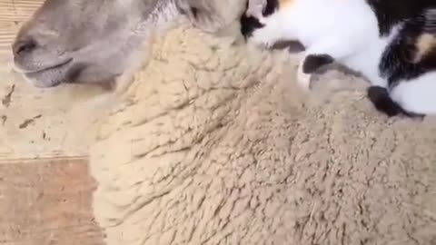 CAT AND SHEEP