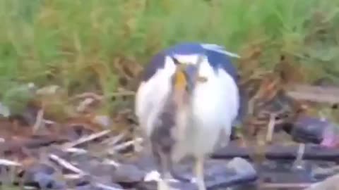 egret feeds on the lake in a weird way