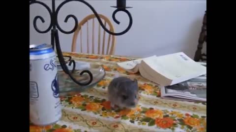 Baby Chinchillas Playing - CUTEST Compilation