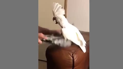 The funniest white parrot dance video