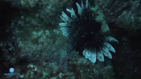 Your Earth is Blue: Lionfish - Terror of the Coral Reefs, Part 1