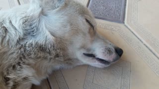 My dog's beautiful teeth (he's sleeping)