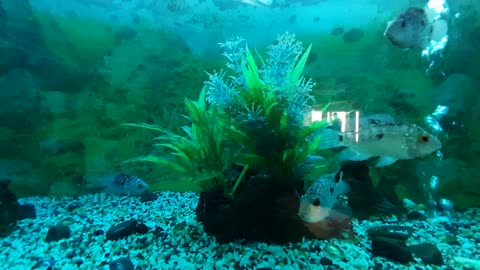 Beautiful fish in water tank