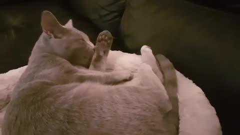Cute Cat Licking Her Body