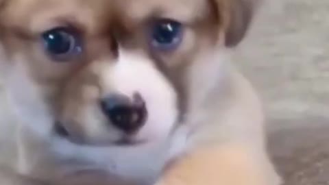 Cute Baby Dog Video #shorts