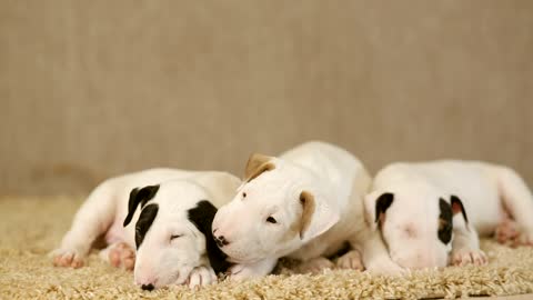 Lovely Puppies on the carpet