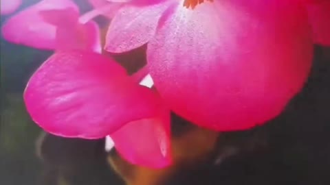 beautiful phalaenopsis