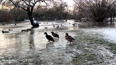 Ducks on ice