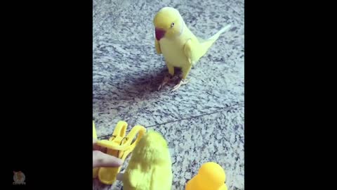 Cute parrots and goergious beauties playing funny