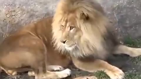 Funny Father of Lion Cub--