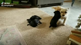 Puppies playing with their Aunt.
