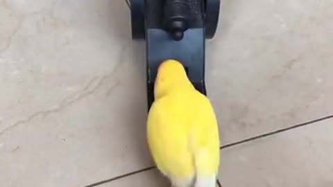 Very Smart Parrot compilation videos