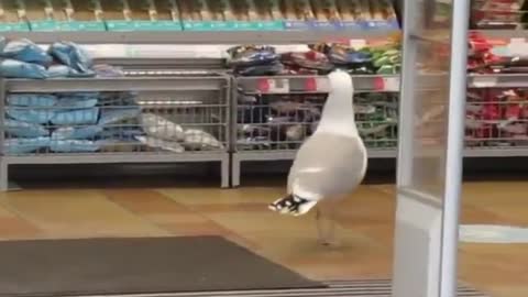 That’s hilarious! A shoplifting Seagull....you’re right, he’s definitely done this before😂