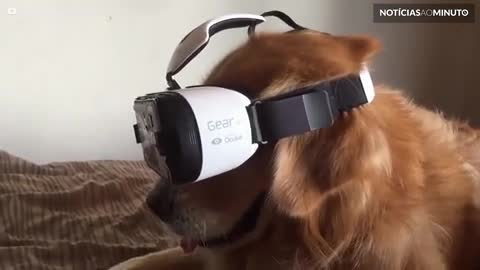 Cão experimenta óculos de realidade virtual