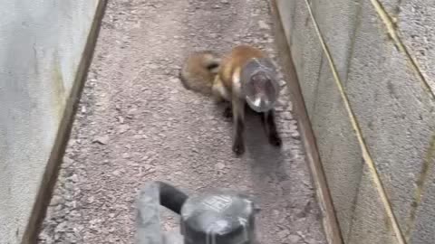 Fox cub rescue! Part 2