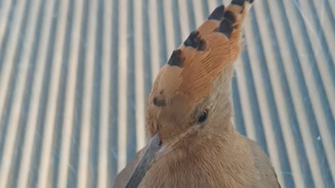 The most beautiful morning with the hoopoe