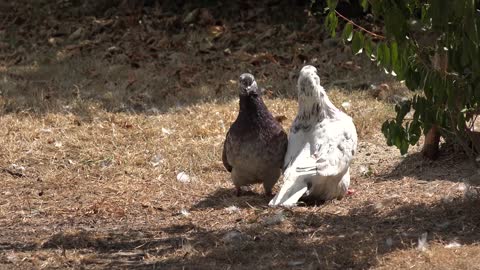 Pigeons Birds Mating Love Reproduction Ornithology