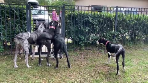 Great Dane Puppy Strolls Under Great Dane Party Greeters