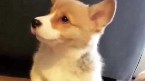 The cute little corgi is barking