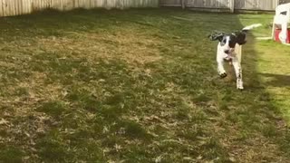Epic fail dog catch