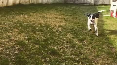 Epic fail dog catch