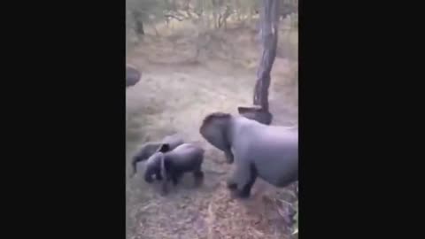 HOW ELEPHANTS UNITE TO FACE DANGER