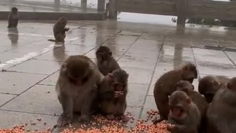 Funnyy monkey video