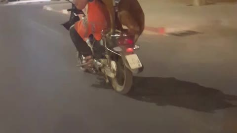 Dog Balance on Motocycle with fence