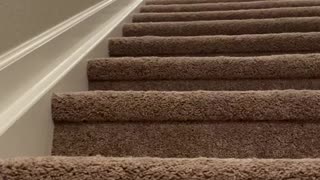 Puppy Rex on the stairs