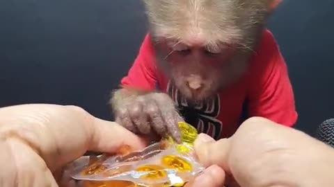 baby Cute Monkey He Eats Fruit Jelly.