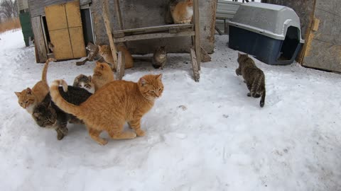 a pile of cute cats