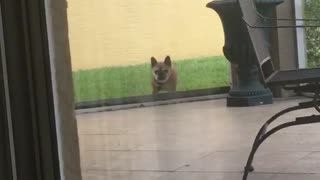 Dog runs into screen door