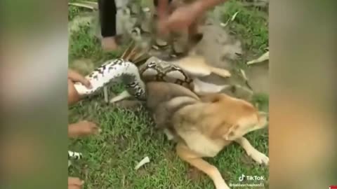 dog rescued from boa