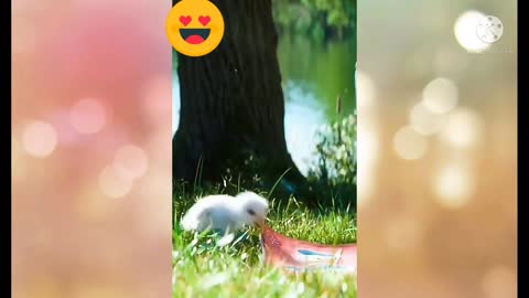 Super Cute and Funny Duck Videos Compilation 😍 - CuteVN cute duck love story