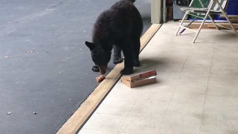 Bear Dines on Donuts