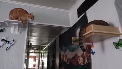 Cat wakes up kitten in epic shelf collapse !