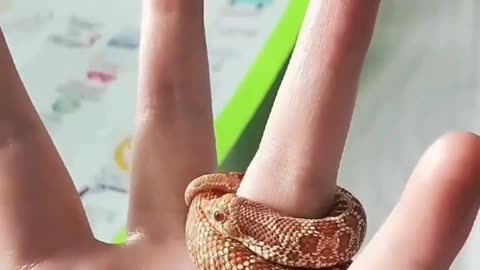 snake ring