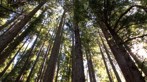 Towering trees, yearning