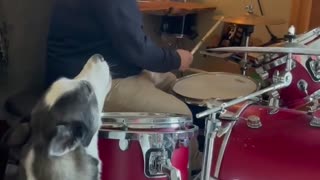 Singing husky howls along to owner's drum solo