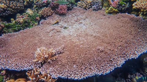 Saving Coral Reefs: Unveiling the Key Role of Algae