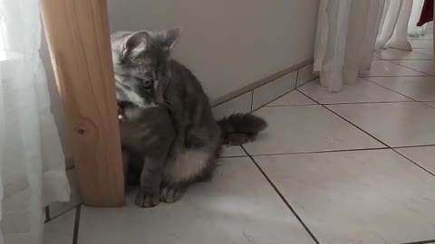 Adorable kitten plays with mouse