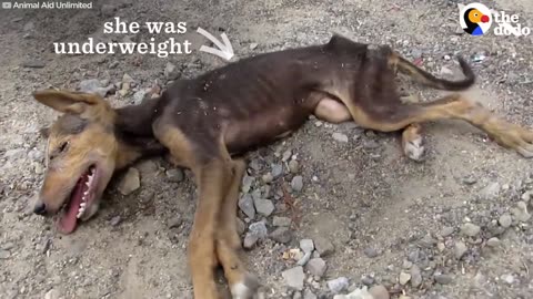 Dog Rescue: Puppy Collapses But Still Wags Tail for Rescuers | The Dodo