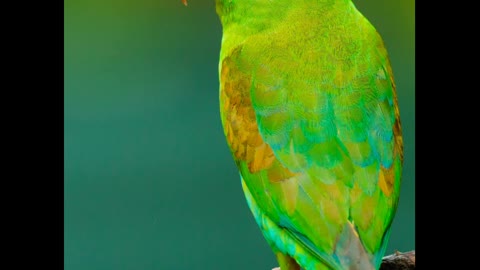 The Most Amazingly Beautiful Birds You've Never Seen