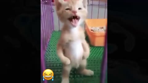 Funniest cats and dogs cute😹🐕