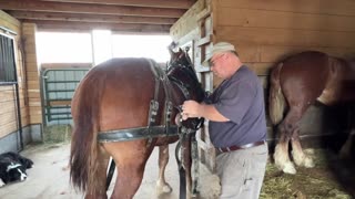 Fitting a harness