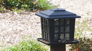 Summertime Bird feeder in Action! - Feeding Minnesota Birds 2018